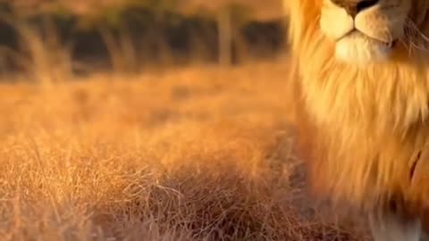 There's something triumphant about the lions at sunset