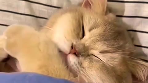 Cutest Cat sleeping Time