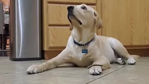 Labrador Dog Shows How Well Trained He is #Shorts 2 million