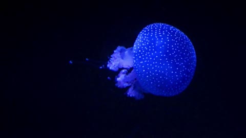 Jellyfish or sea jellyfish