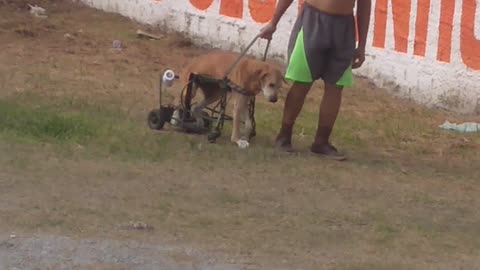 Dog Goes on His Walk with Some Help