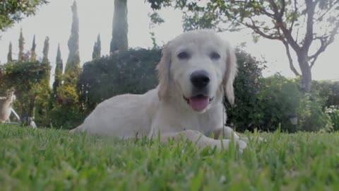 White dog in the park