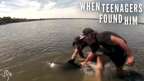 Teenagers Find Stranded Dolphin And Stop Everything To Help Him