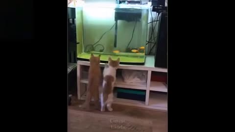 Cute CATS, NEW BLOOPERS/FAILS and much more.