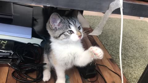 Kitten Playing with a tape