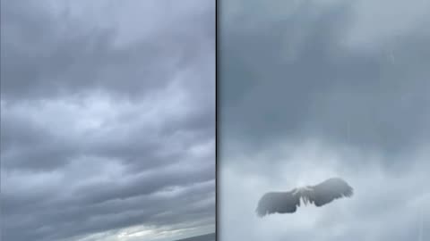 Crooked wings BEFORE AND AFTER #vfx