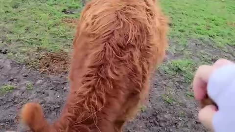 Highland cow runs for treats and it's too adorable!