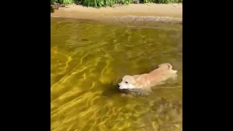 Corgi loves to swim