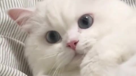 Funniest Cat Videos That Make Your Day Better 😻