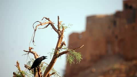 crow standing on a tree branch