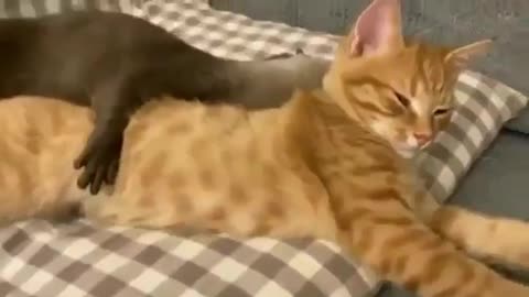 Lontra bebê brincando com gatinho