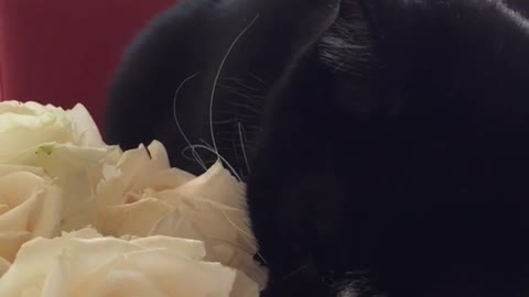 White black cat white rose on table