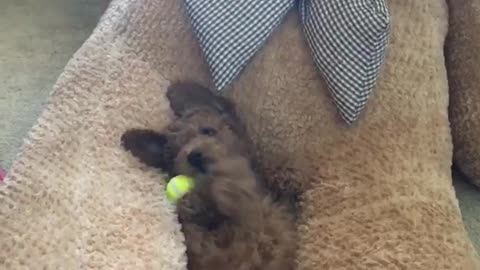 Cute dog on back plays with tennis ball in teddy bear lap