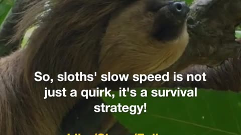 Sloths