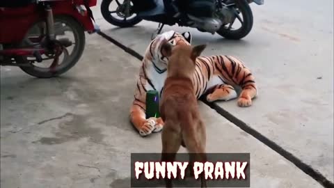 Dog vs Fake Tiger Funny Dog Prank😂