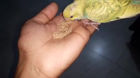 Budgerigar Birds hand feeding