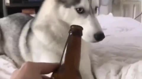 This is a dog that hates beer, and it's not happy anymore.