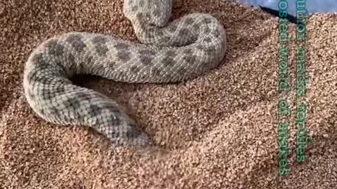 Sand Viper