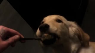 Puppy golden retriever licks peanut butter off a spoon