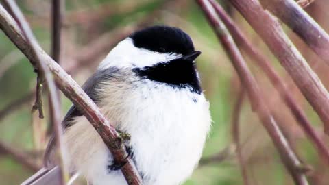 Beautiful bird in the rain