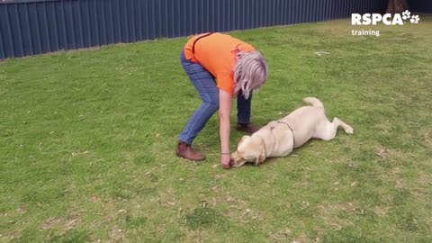 Lesson 6_ how to teach your dog tricks