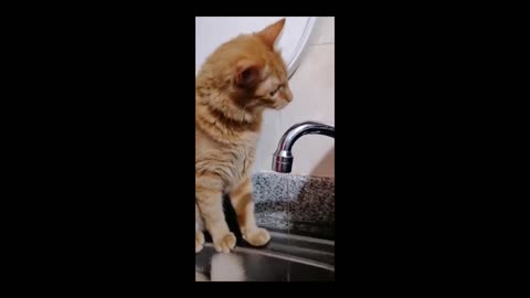 A Cat Doing His Toilet