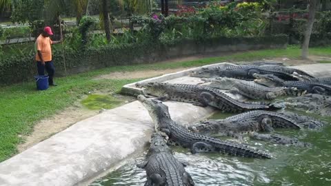 LIVE STREAM 🤗 Crocodile feeding Omg