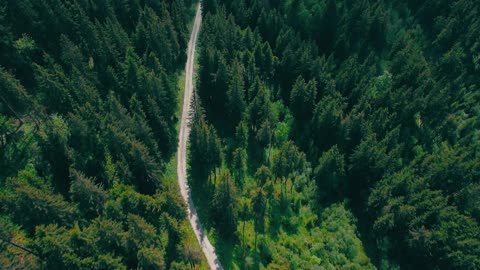 Forest path road drone view