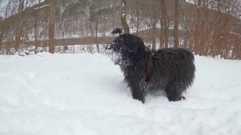 Snowdog is a lovely