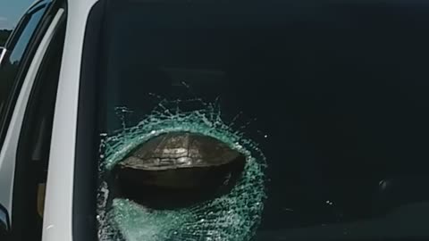 Turtle Finds Itself Stuck in Windshield