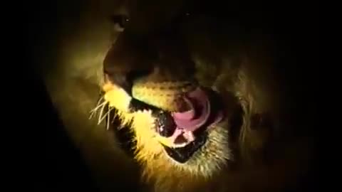 "Lion Licks Chops"