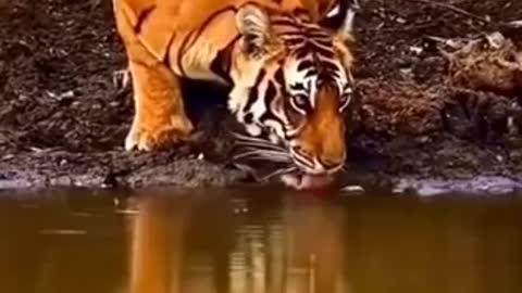 tiger water/short video/new/river/pond