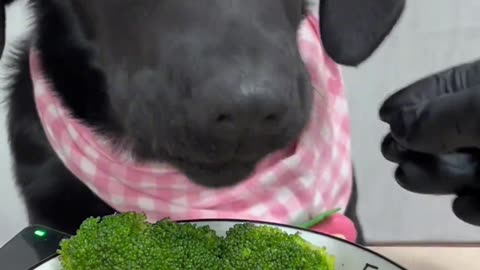 My doggy eating 🐶😄 delicious foods asmr