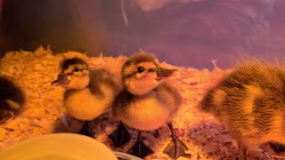 Cute Baby Ducks hanging out