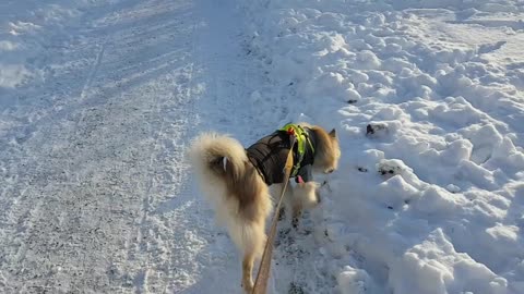 The dog is quite active and enjoys the snow despite the operation