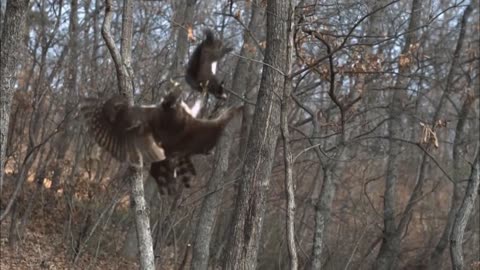 A hawk attacking a squirrel