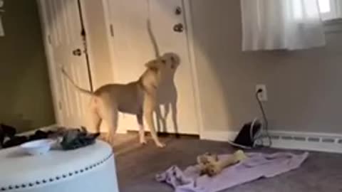 Dog having fun with his shadow 🤣