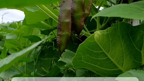 4 different types of beans under 15 seconds