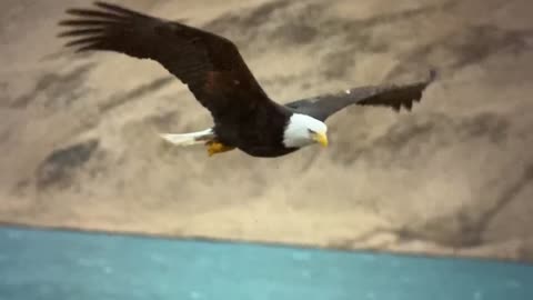 EL AGUILA DE LOS BERES Y SU MAJESTUOSO VUELO... SIMBOLO DE LIBERTAD!!