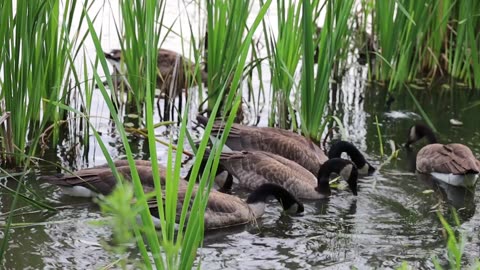 "Reflections of Serenity: Geese Feeding by the Lakeside"