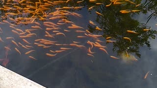 Rosy red minnows claim garden pond as home.