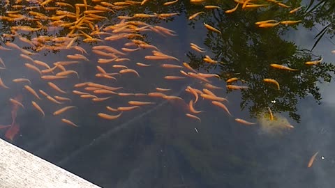 Rosy red minnows claim garden pond as home.