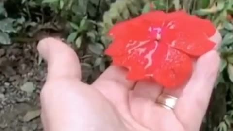 Slow Mo of these beautiful birds drinking nectar from a flower right out of my hand!