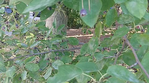 Wild Berry Bush