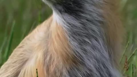 A beautiful moment of a fox taking in the last light of the day