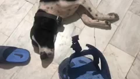 Black white dog pretends to sleep blue sandal