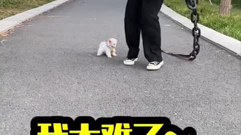 Cute and Funny Pomeranian Videos 204 #Shorts