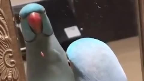 This Parrot Is So Adorable Yet So Stupid LOL