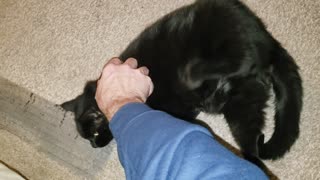 Black Cat Scratch