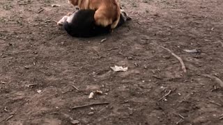 Corgi Slow Mo With Baby German Shepard